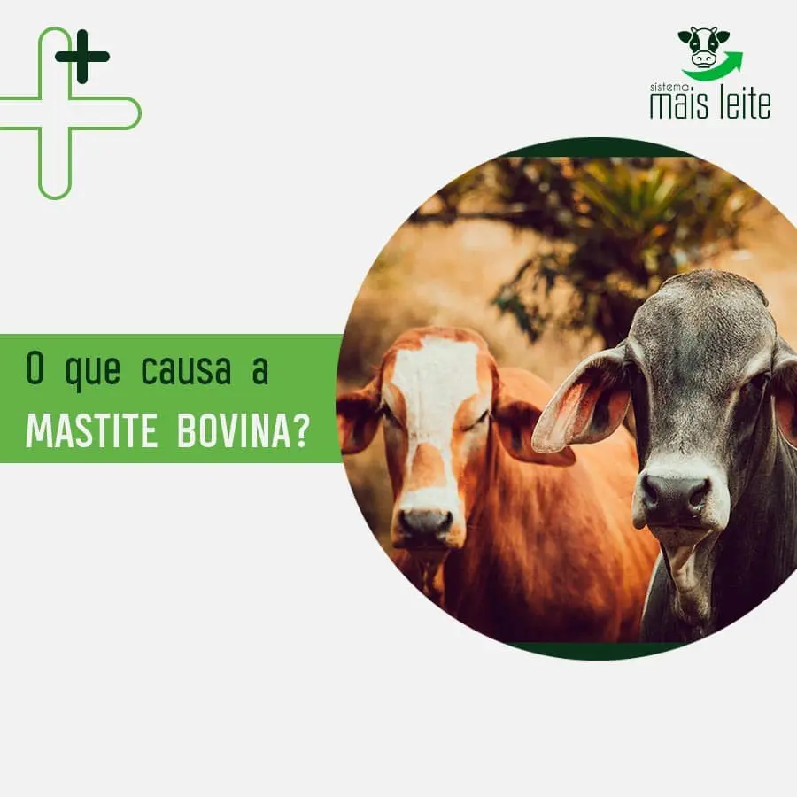 o que causa a mastite bovina