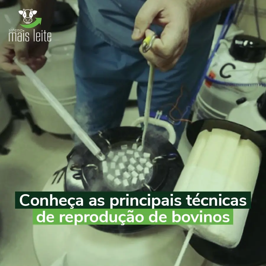 Inseminação de bovinos