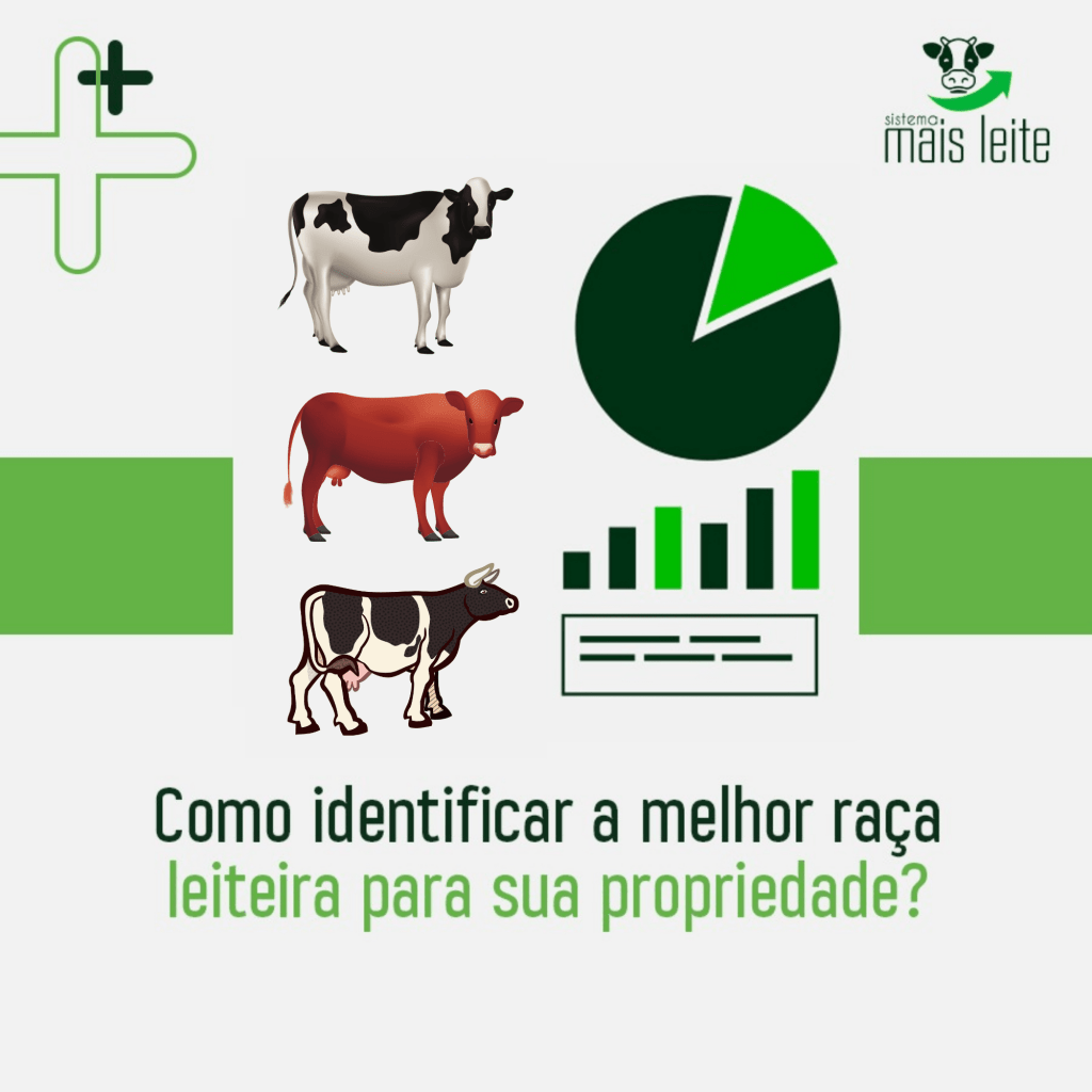 vaca leiteira