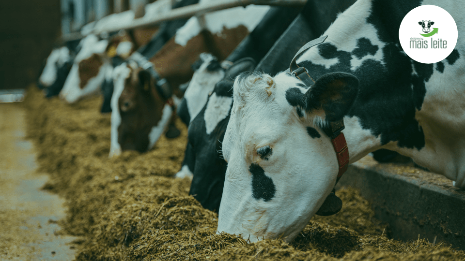 vacas de alta produção